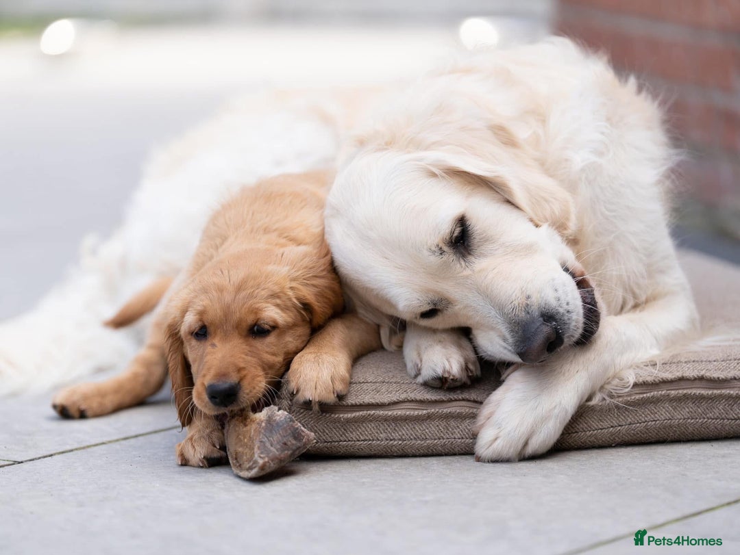 Golden Retriever dogs for stud: Fully health tested therapy dog  - Image 20