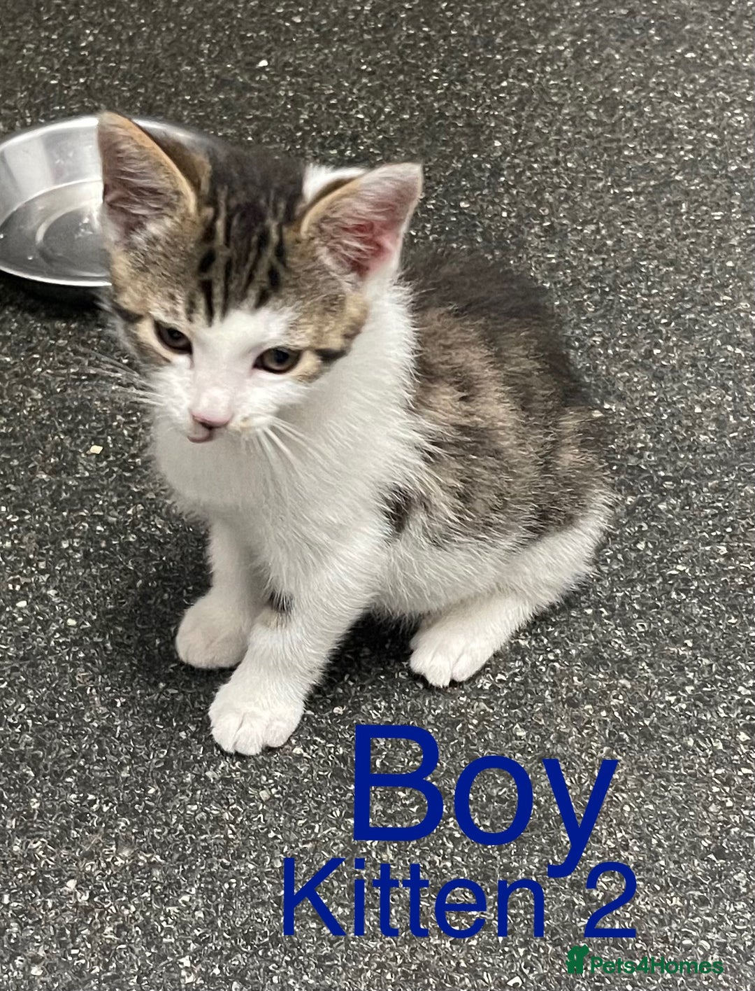 Mixed Breed cats for sale: Kittens need loving homes now - Advert 2