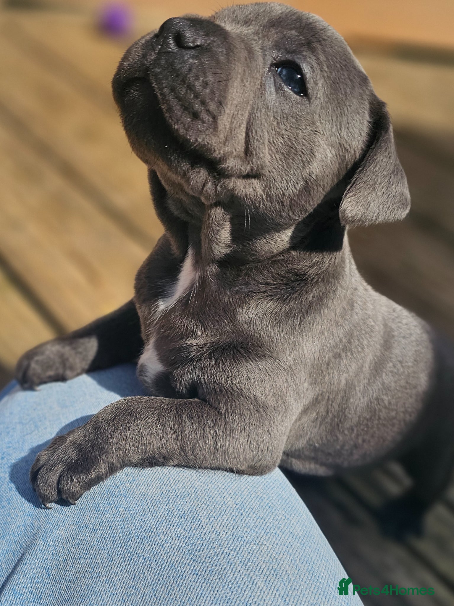 Staffordshire Bull Terrier dogs 💙Blue Staff Pups, KC Reg, 1 boy & 1 girl left💙🐾 - Advert 2