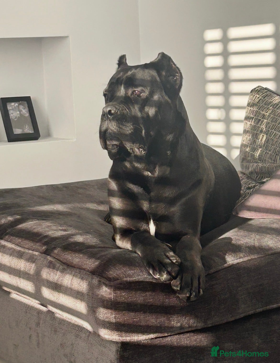 Cane Corso dogs Ready to collect Exceptional Cane Corso puppies   - Advert 2