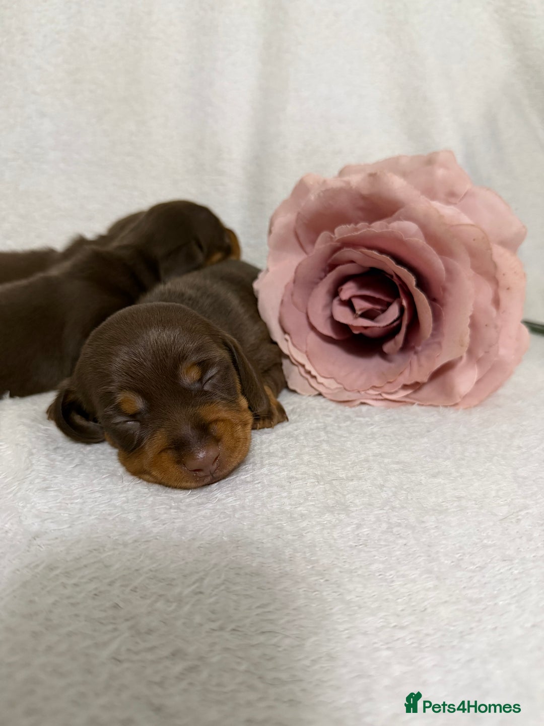 Miniature Dachshund dogs for sale: Stunning minature dachshunds  - Advert 10
