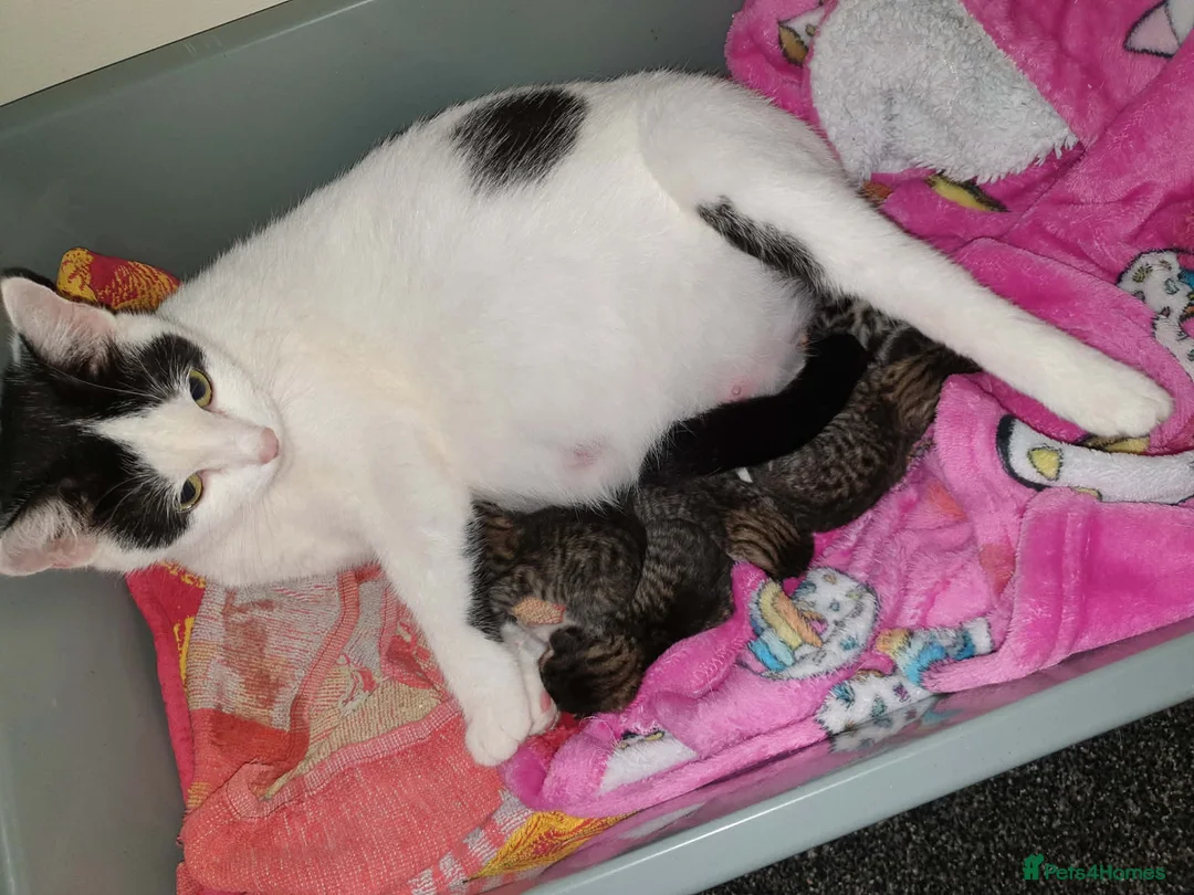 Mixed Breed cats for sale: 3 Beautiful kittens ready to leave - Advert 2