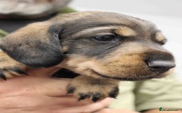 Dachshund dogs for sale: Wire Haired Dachshund Puppies - Image 13
