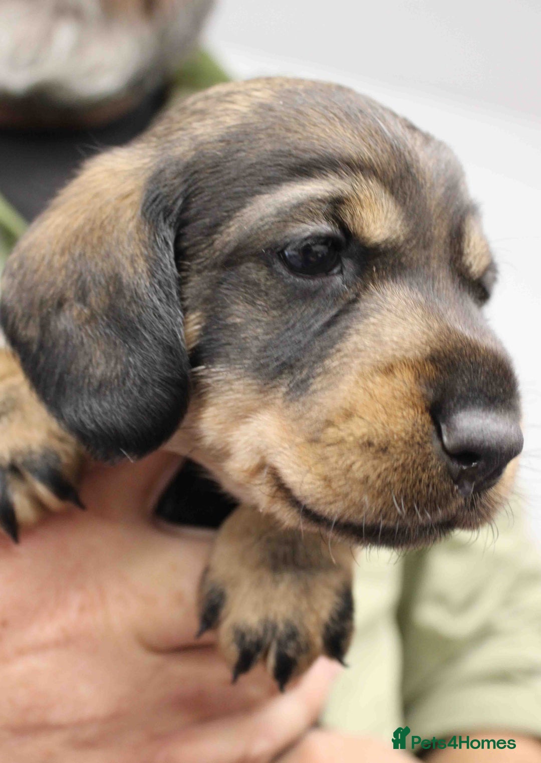 Dachshund dogs for sale: Wire Haired Dachshund Puppies - Image 13