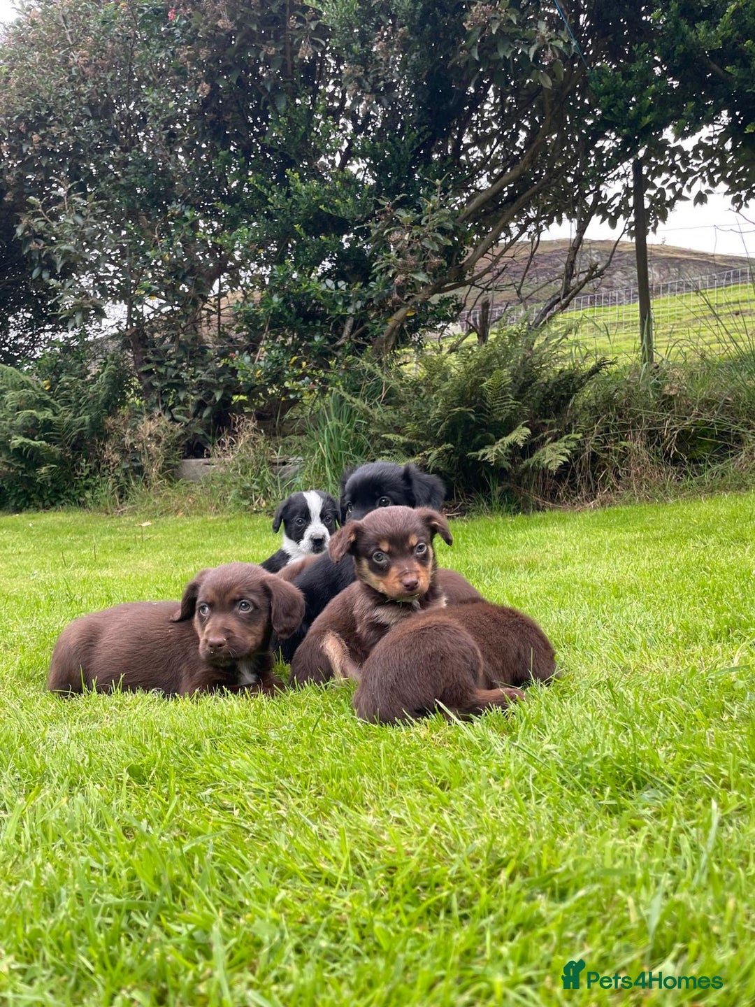 Mixed Breed dogs for sale: Sprollie puppies ❤️ - Image 3