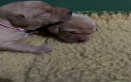 Labrador Retriever dogs for sale: KC Health Tested Fox Red Labrador pups  - Image 9