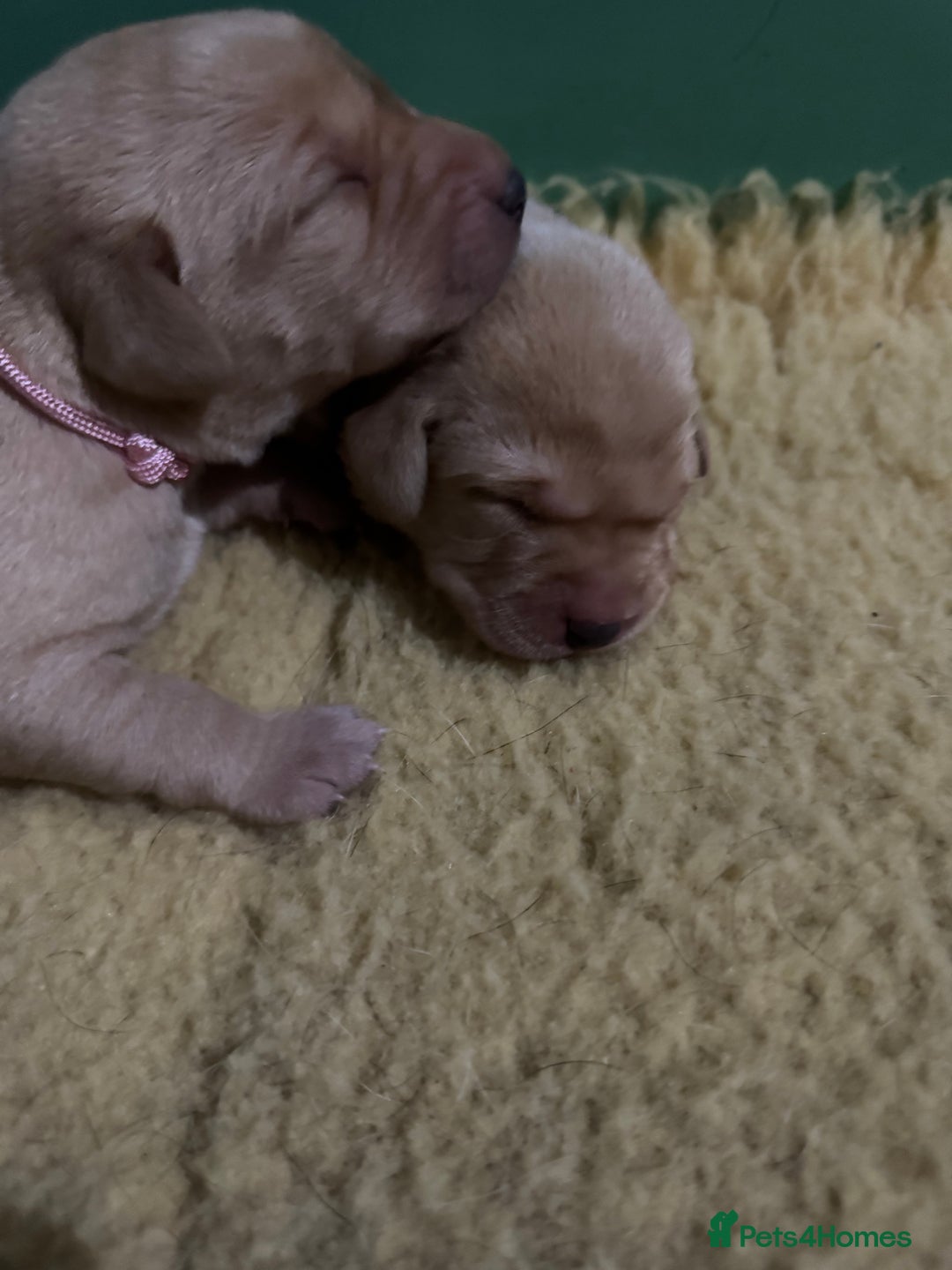 Labrador Retriever dogs for sale: KC Health Tested Fox Red Labrador pups  - Image 9