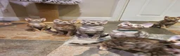 Bengal cats for sale: 🐆🐆Beautiful Pedigree Bengal Kittens🐆🐆  - Advert 4
