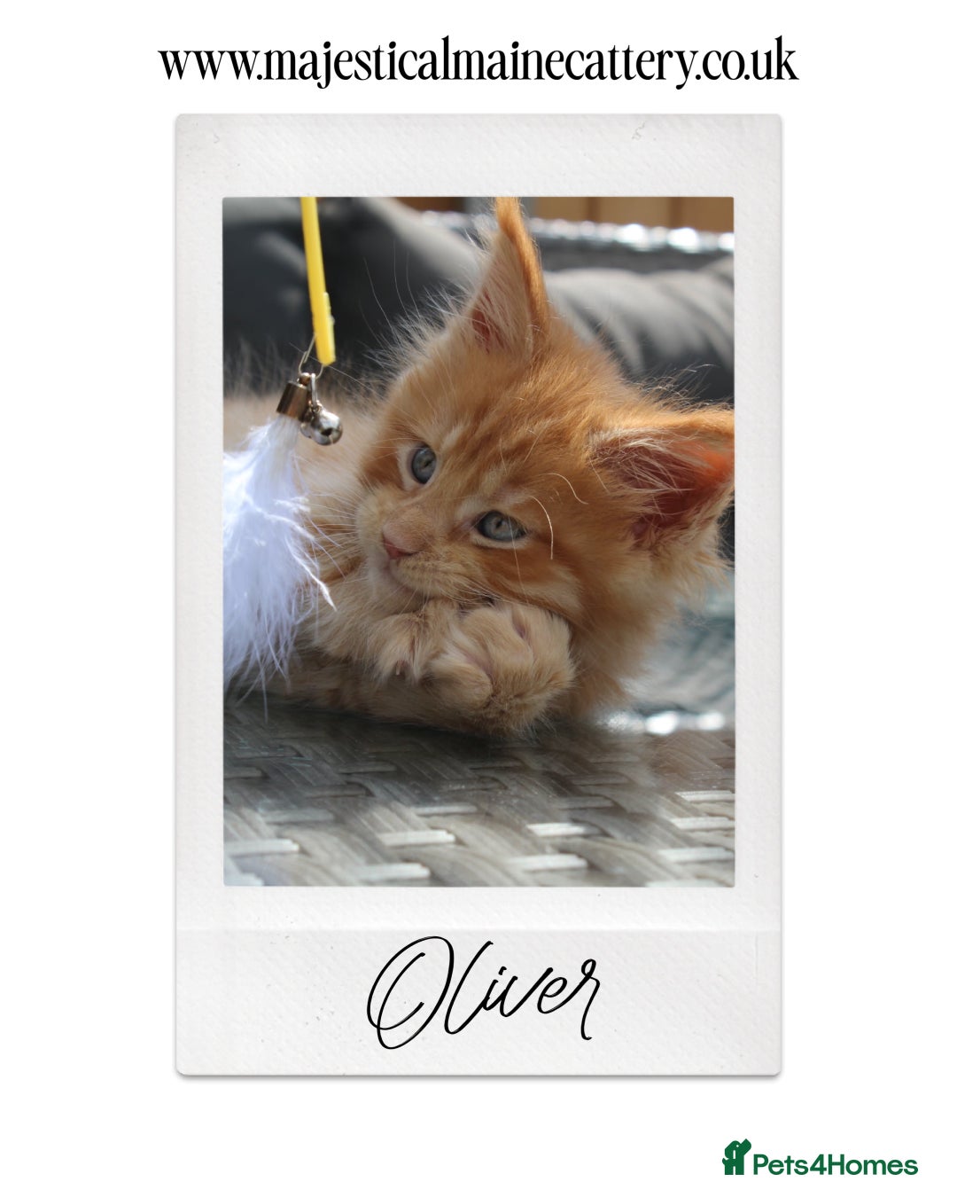 Maine Coon cats for sale: TICA registered, Blue Solid Maine Coon kittens - Image 6
