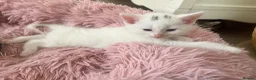 Turkish Angora cats for sale: Four Adorable Kittens!  - Advert 11