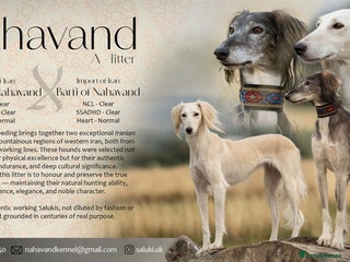Saluki dogs - Advert 1