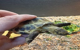 Tortoise reptiles for sale: Horse field tortoise with complete setup  - Image 6