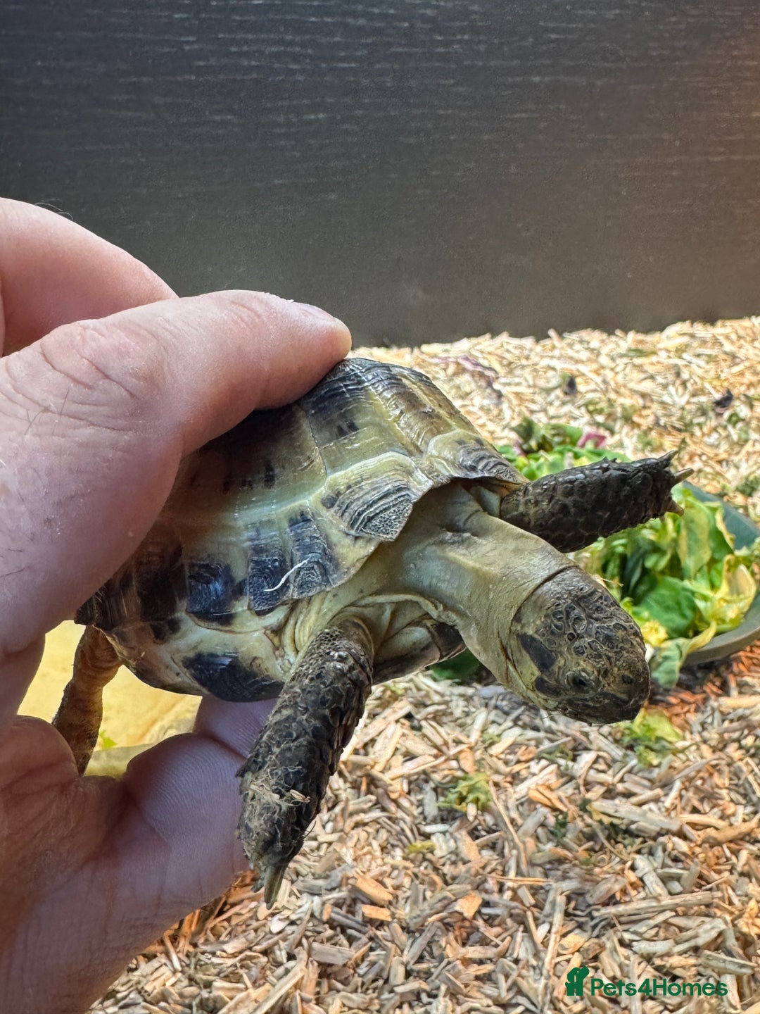 Tortoise reptiles for sale: Horse field tortoise with complete setup  - Image 6