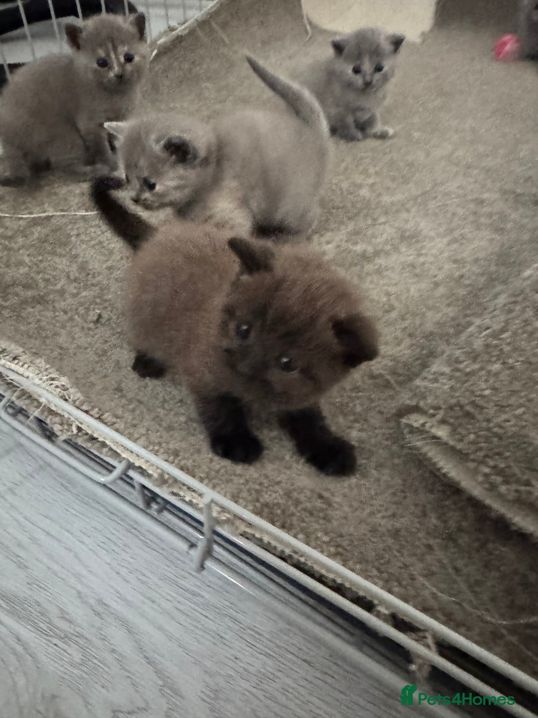 British Shorthair cats for sale: British shorthair kittens READY NOW❤️ - Image 14