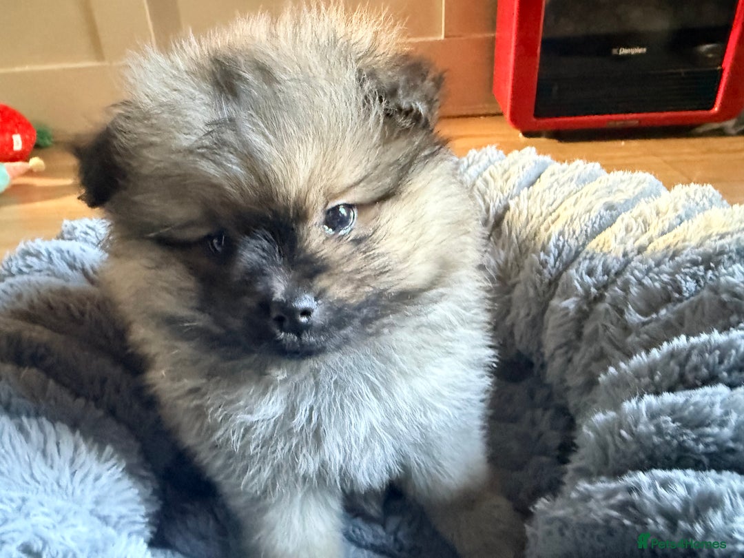 Pomeranian dogs for sale: 3 lovely girls and 1 boy Pomeranian puppies  - Advert 16