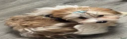 Havanese dogs for sale: Beautiful havanese puppies ready to go!  - Advert 5