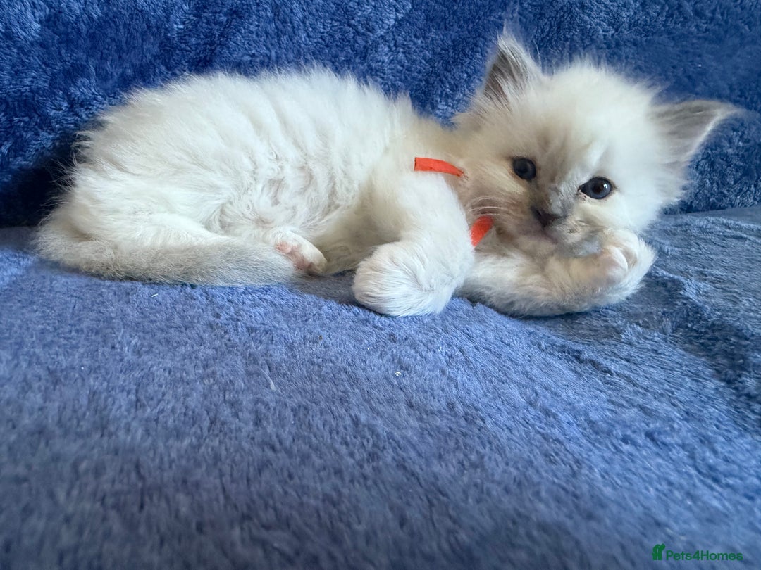 Ragdoll cats for sale: 6 Beautiful Ragdolls - Image 9