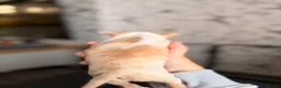 Chihuahua dogs for sale: Two gorgeous male chihuahuas puppies  - Advert 3