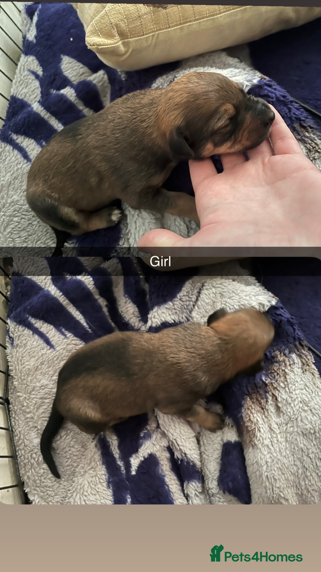 Mixed Breed dogs for sale: 7 Lurcher x collie  - Image 8