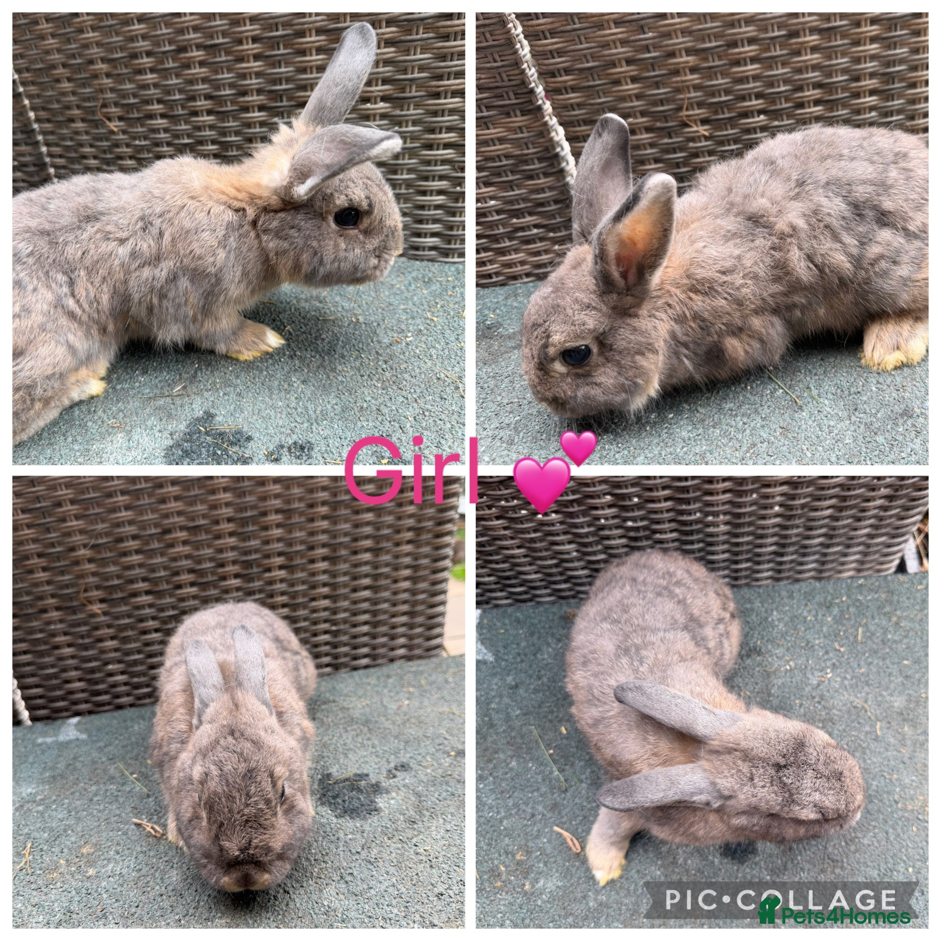 Mixed Breed rabbits Stunning Continental Giant crosses for new laps - Advert 3