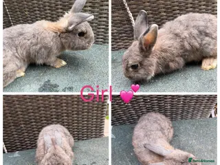 Mixed Breed rabbits Stunning Continental Giant crosses for new laps - Advert 3