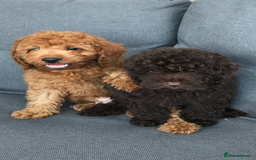 Cockapoo dogs for sale: Beautiful Health clear Cockapoos - Image 13