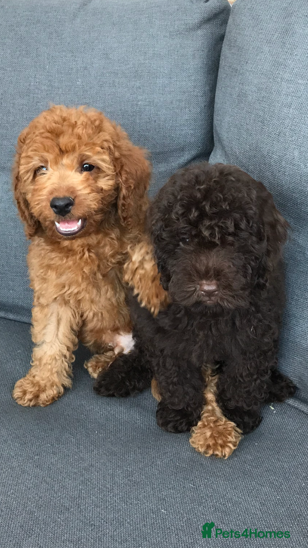 Cockapoo dogs for sale: Beautiful Health clear Cockapoos - Image 13