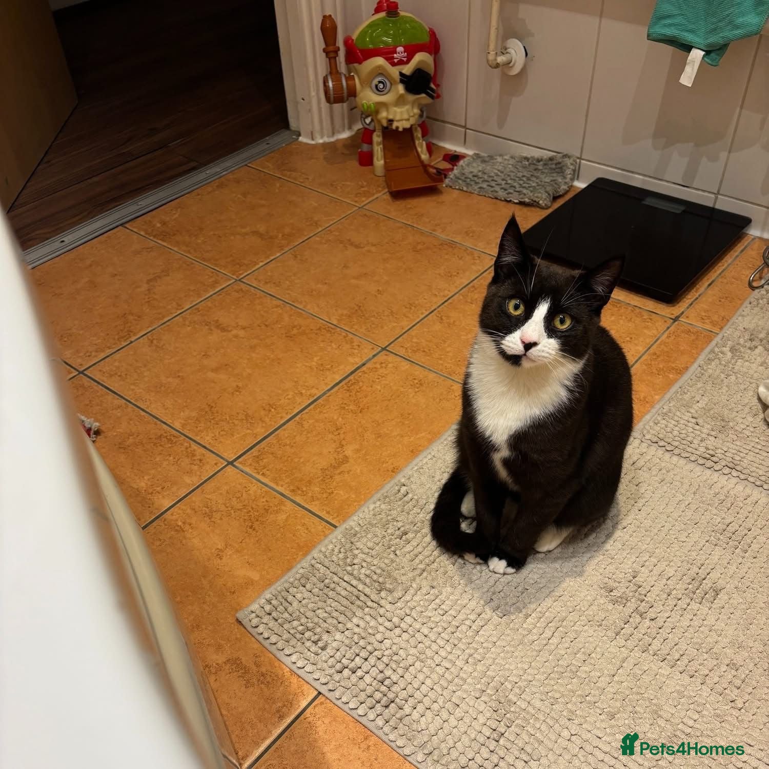 Mixed Breed cats Gorgeous girl Mina looking for her forever home - Advert 1