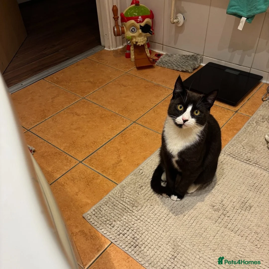 Mixed Breed cats for adoption: Gorgeous girl Mina looking for her forever home in West Byfleet - Advert 1