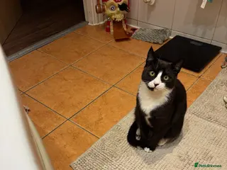 Mixed Breed cats Gorgeous girl Mina looking for her forever home - Advert 1