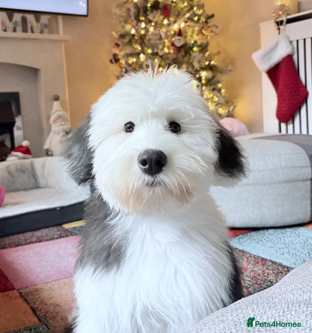 Old English Sheepdog dogs for sale: 7 month old old English sheep dog  - Advert 1