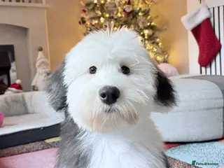 Old English Sheepdog dogs 7 month old old English sheep dog - Advert 2