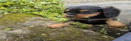 Cocker Spaniel dogs for sale: Black and Tan cocker Spaniel  - Advert 3