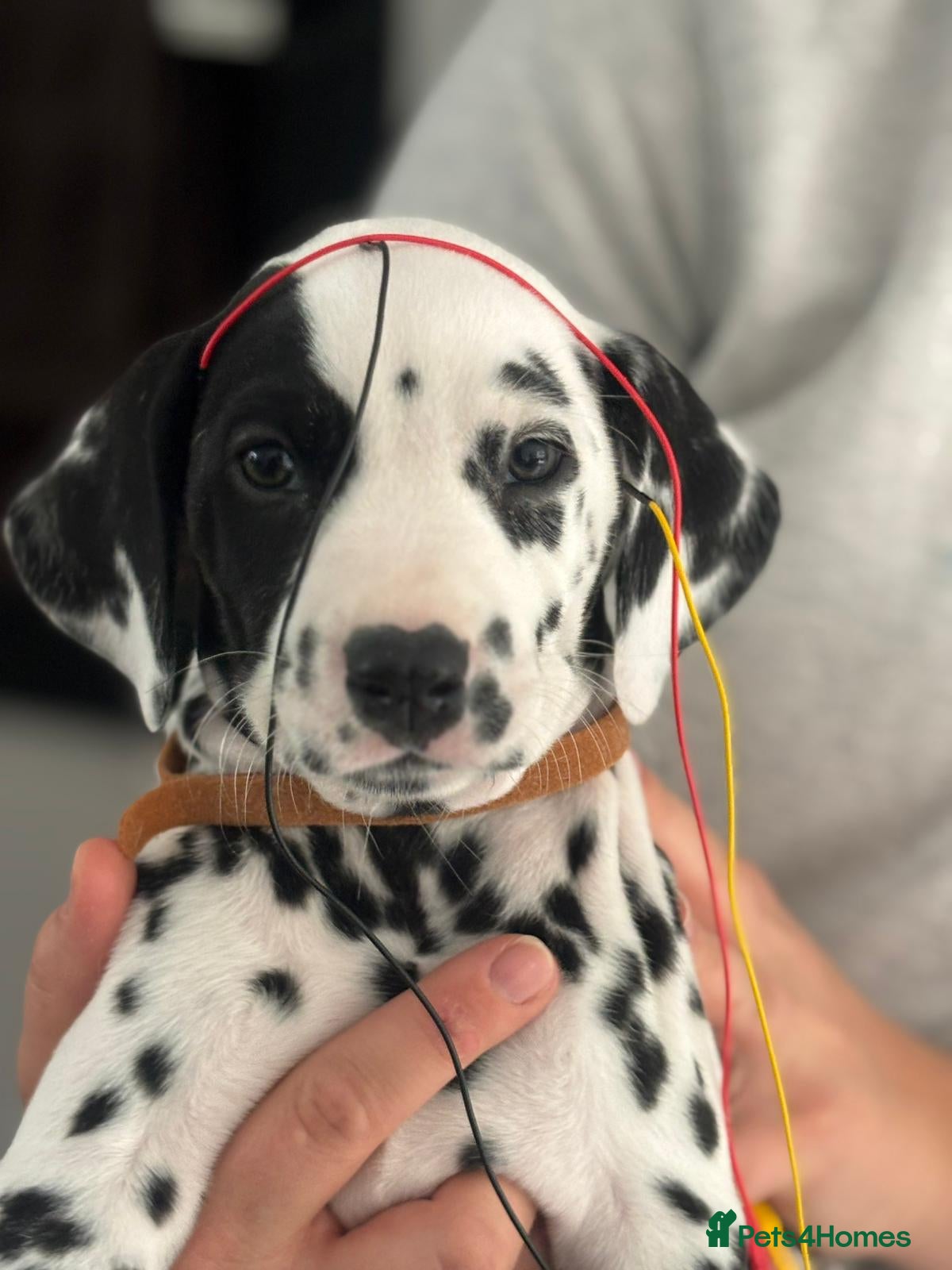 Dalmatian dogs Dalmatian pups BAER+/+*Ready now** - Advert 1