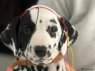 Dalmatian dogs Dalmatian pups BAER+/+*Ready now** - Advert 1