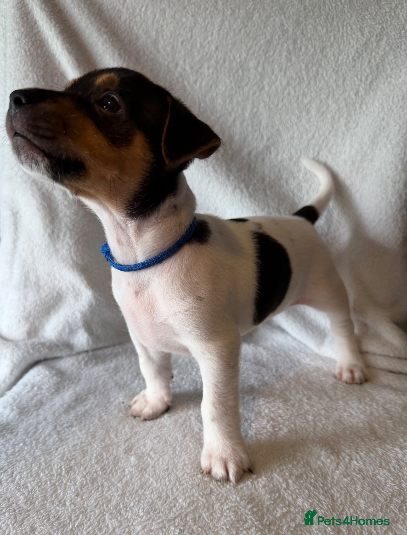 Jack Russell dogs Jack Russell puppies  - Advert 5