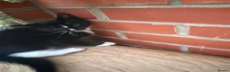 Korat cats for sale: Kittens for Sale – Price Negotiable 🐾 - Advert 29