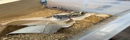 Leopard Gecko reptiles for sale: Leopard geckos - Advert 2