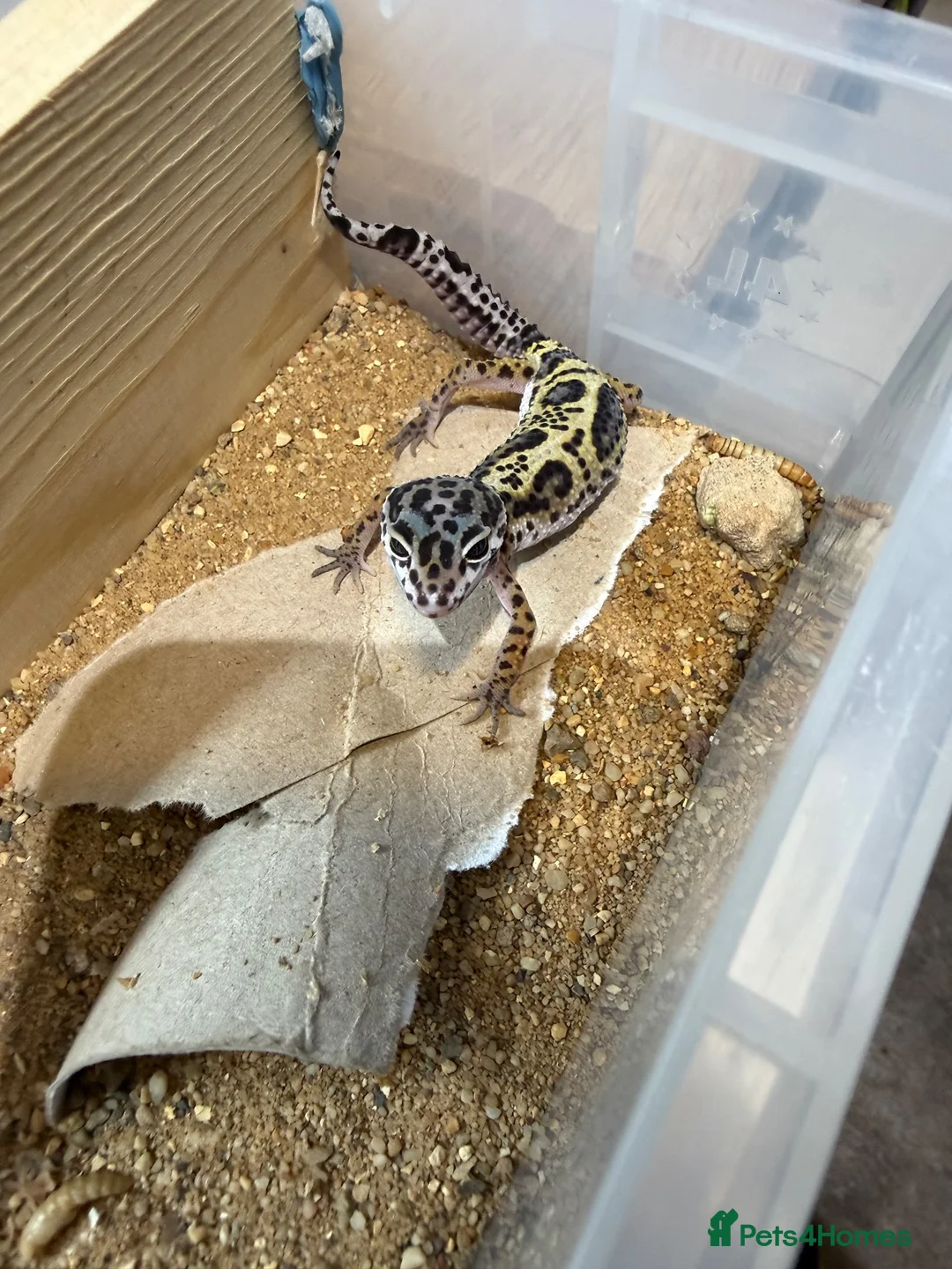 Leopard Gecko reptiles for sale: Leopard geckos - Advert 2