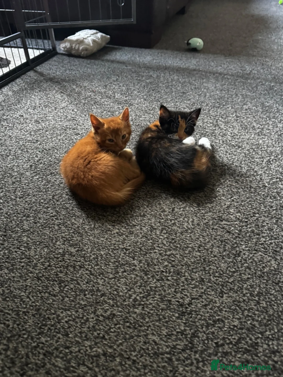 British Shorthair cats for sale: two very sweet male kittens  - Advert 1