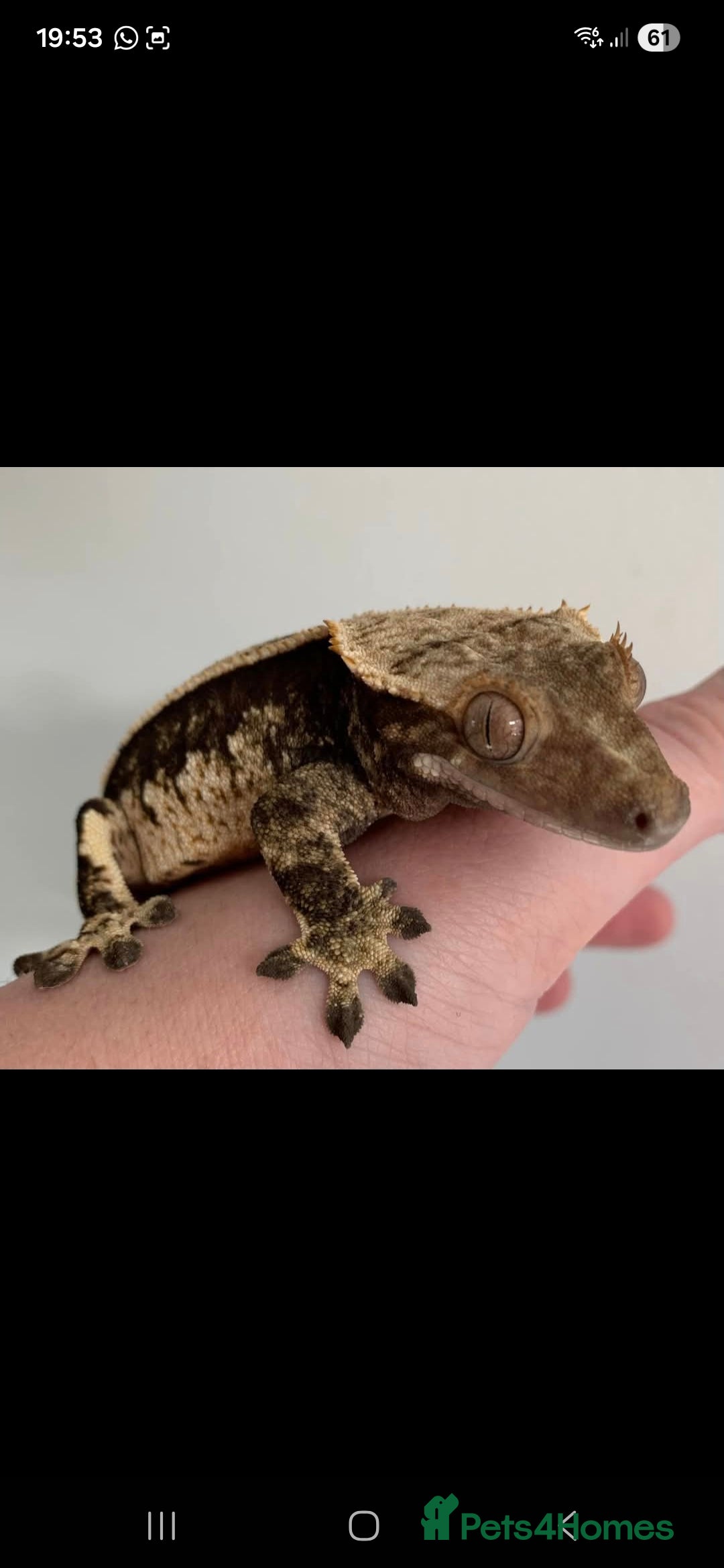 Gecko reptiles X4 Crested Geckos Male and Female - Advert 1