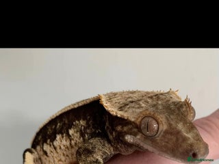 Gecko reptiles X4 Crested Geckos Male and Female - Advert 1