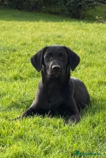 Labrador Retriever dogs Beautiful KC Reg Labrador puppies - Advert 1