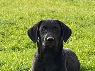 Labrador Retriever dogs Beautiful KC Reg Labrador puppies - Advert 1