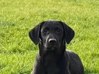 Labrador Retriever dogs Beautiful KC Reg Labrador puppies - Advert 5