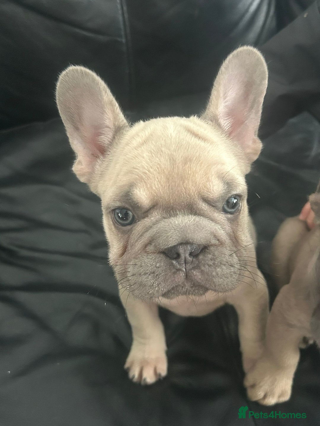 French Bulldog dogs for sale: 2 beautiful French bulldogs  - Image 3