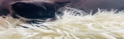 Ragdoll cats for sale: BEAUTIFUL MIX RAGDOLL KITTENS in Reading - Advert 17