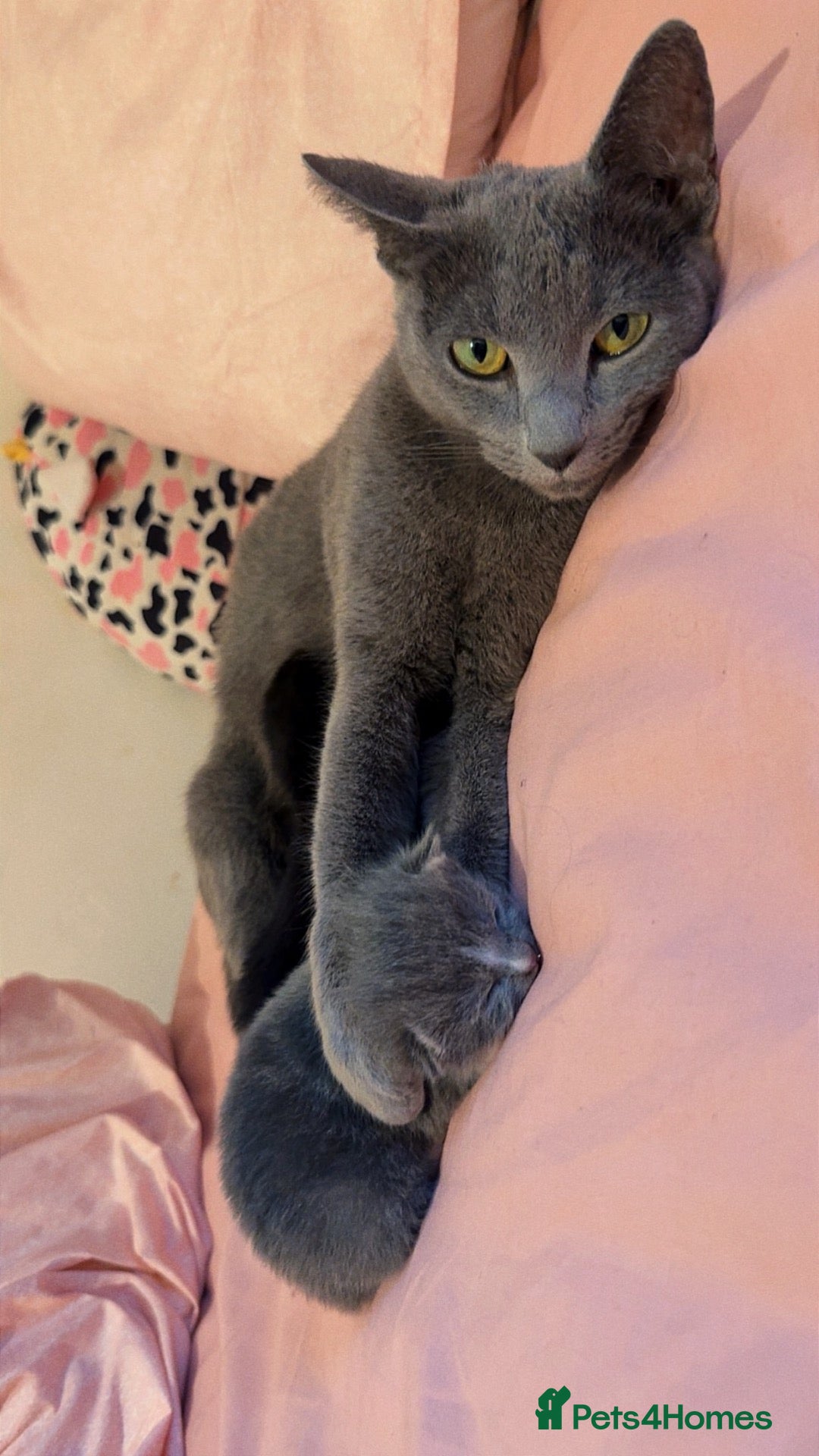 Russian Blue cats Russian blue x Tabby cats  - Advert 8