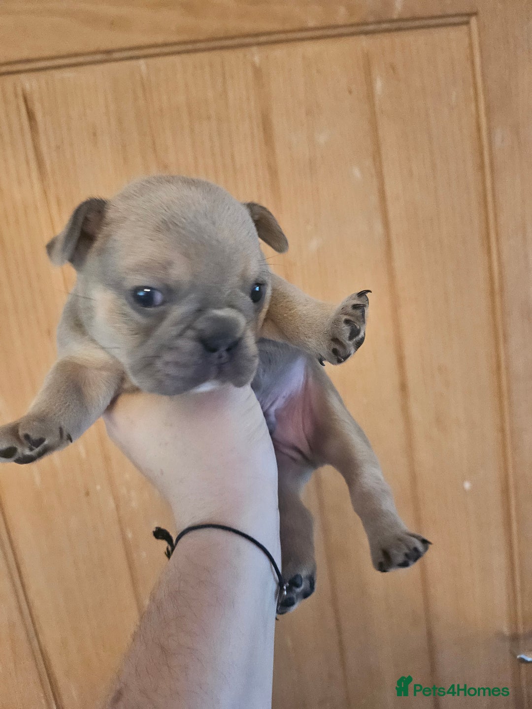 French Bulldog dogs for sale: 🔥Exquisite French Bull Dog Puppies 🔥 - Advert 26