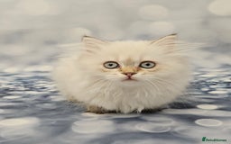 British Shorthair cats for sale: Excellent Scottish straight and fold kittens - Image 9